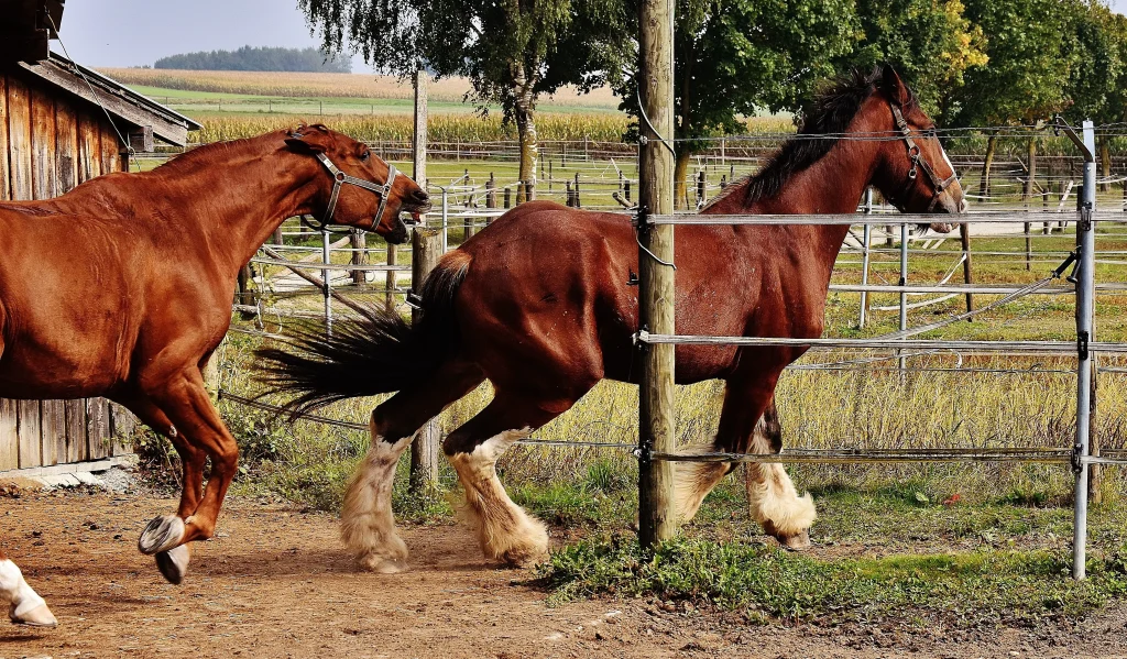 Koń Clydesdale stojący na zielonym pasture ukazujący puszyste szczotki pęcinowe