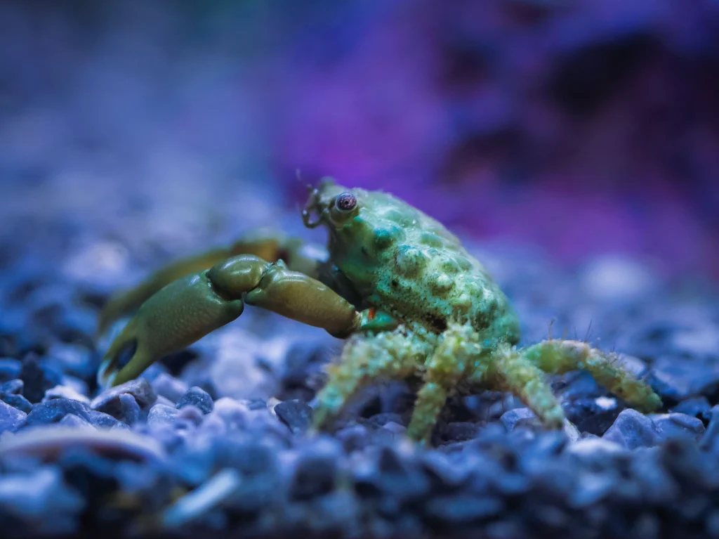 Krab akwariowy siedzący na kamieniu w zbiorniku słodkowodnym